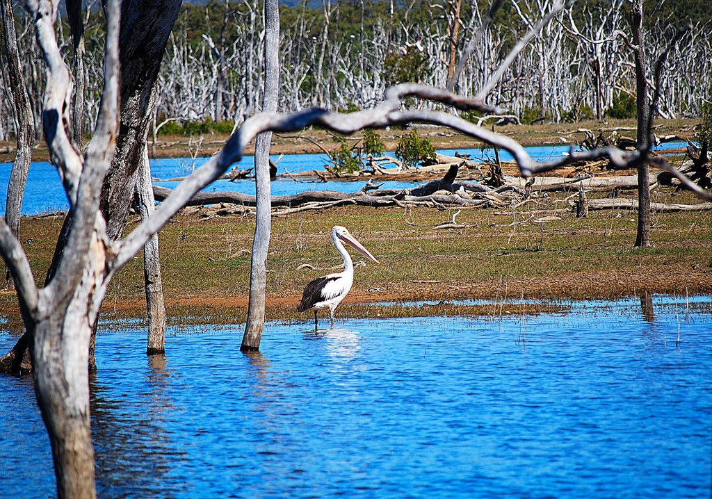 Peter Faust Dam is a beautiful spot to chase big barra.  It also seems to always have a population of metre-plus fish, even when thousands go over the wall.  However, you have to wonder how good it'd be if it had a net like Tinaroo. © Lee Brake
